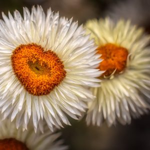 Kadobon Bloemen