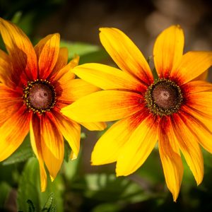 Bloemen boeket